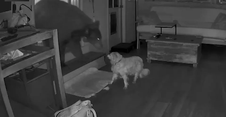 Video: Bear comes nose-to-nose with 17-year-old dog during California home invasion
