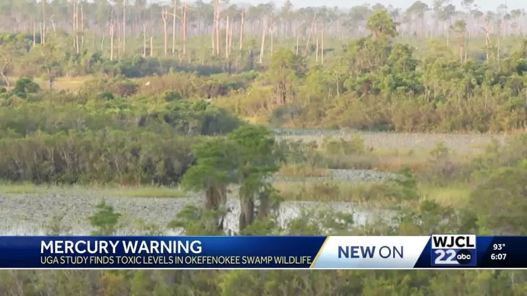 UGA study finds alarming mercury levels in Okefenokee Swamp wildlife