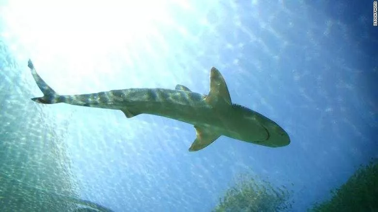 Officials: Shark bite reported at Sea Pines Resort on Hilton Head Island