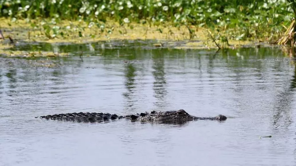 Florida park rescues alligator, names him after his wounds