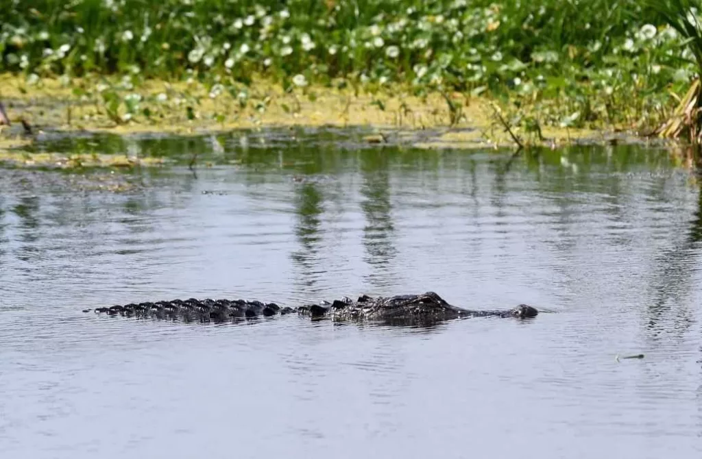 Florida park rescues alligator, names him after his wounds