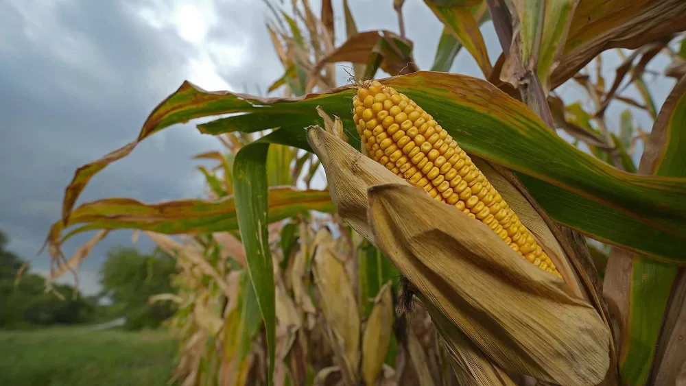 Today's children may live in a world where the US can only produce half as much of  key food crops