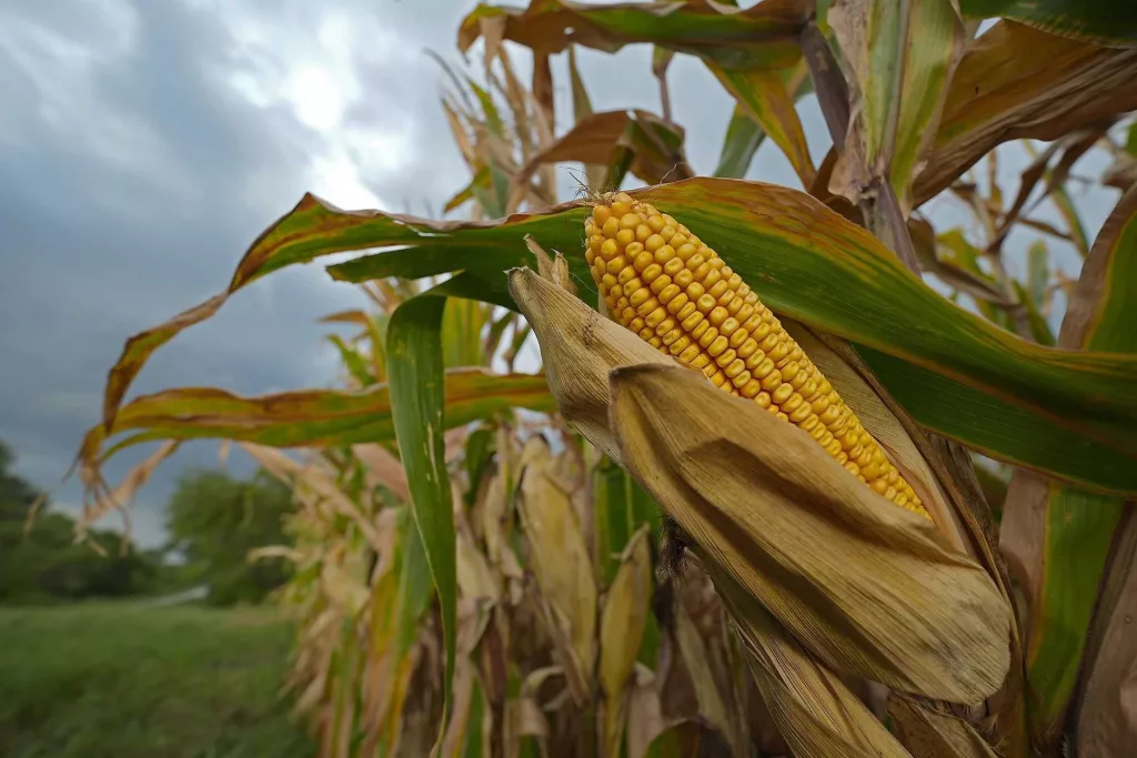 Today's children may live in a world where the US can only produce half as much of key food crops