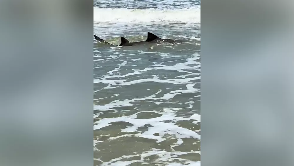Video shows shark swimming close to shore on Hilton Head Island