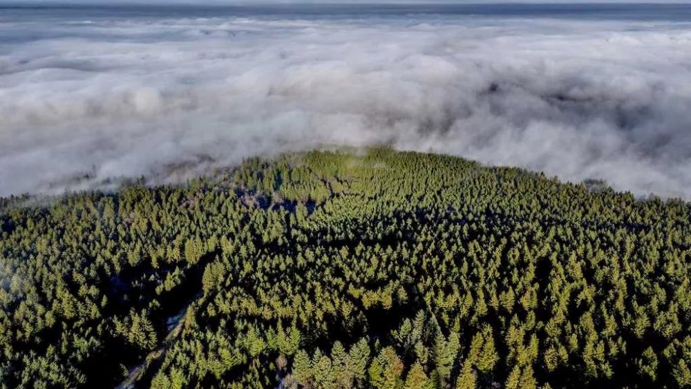 Want to plant trees to offset fossil fuels? You'd need all of North and Central America, study finds