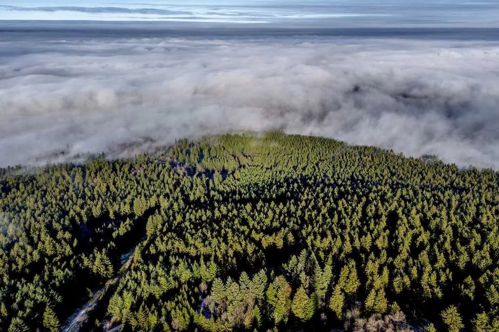 Want to plant trees to offset fossil fuels? You'd need all of North and Central America, study finds