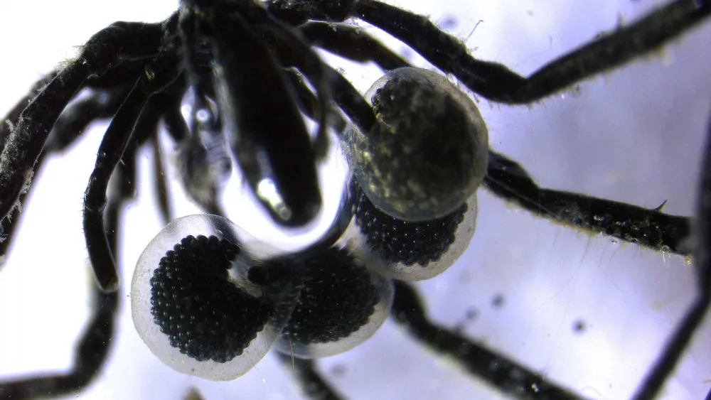 First methane-powered sea spiders found crawling on the ocean floor