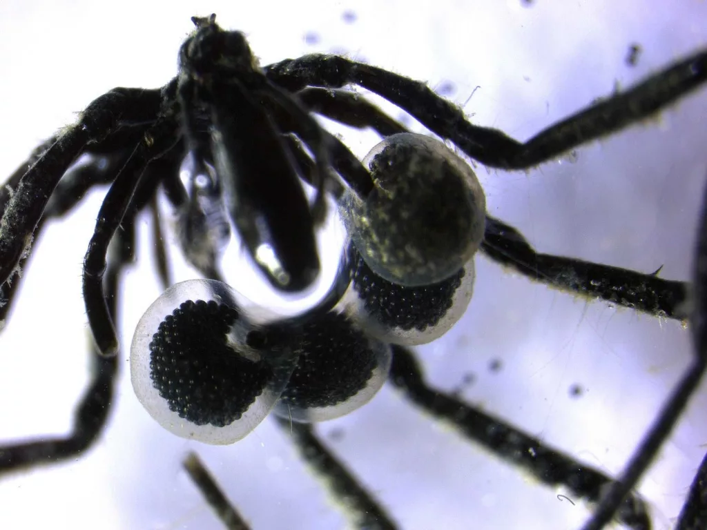 First methane-powered sea spiders found crawling on the ocean floor