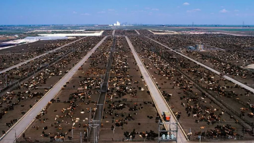 US plans to open a fly factory in Texas to fight a flesh-eating parasite