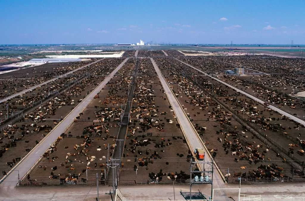 US plans to open a fly factory in Texas to fight a flesh-eating parasite