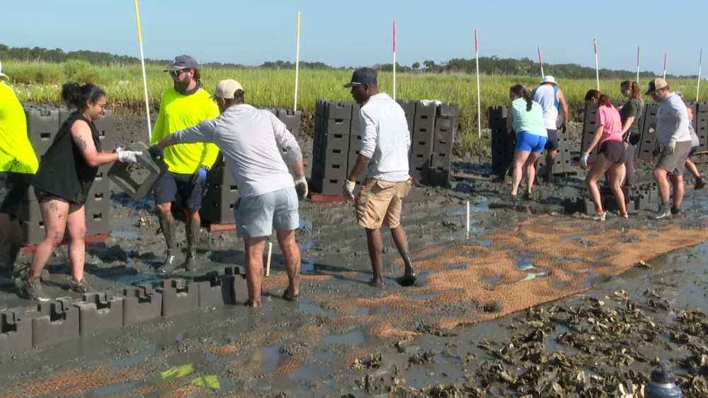 Dozens of people help build an oyster reef on Parris Island