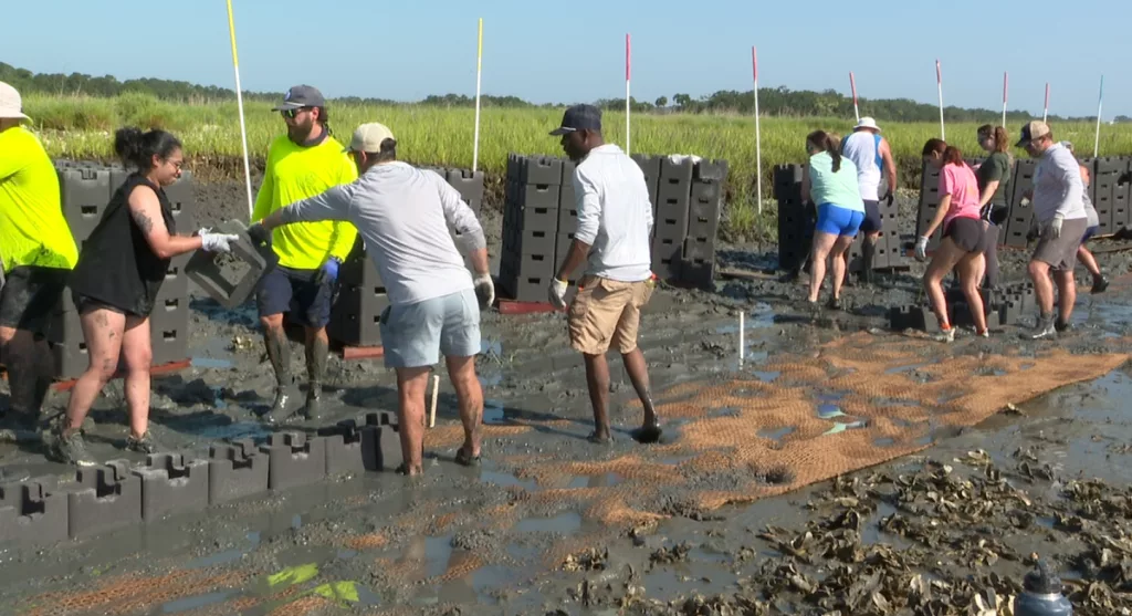 Dozens of people help build an oyster reef on Parris Island