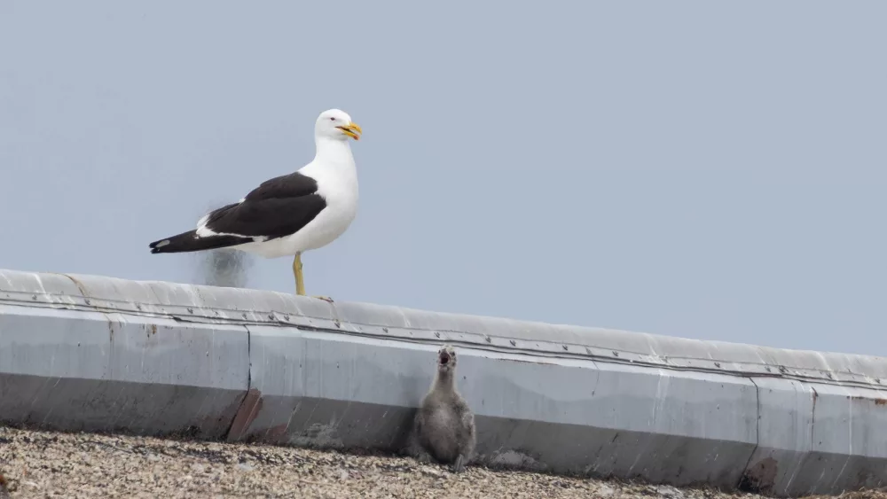 kelp-gull-adult-summer-2025-105-1-6853774c01960