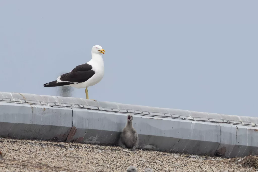 kelp-gull-adult-summer-2025-105-1-6853774c01960