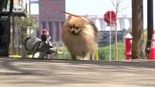 Pigeon and dog become best friends, providing comfort for woman mourning daughter