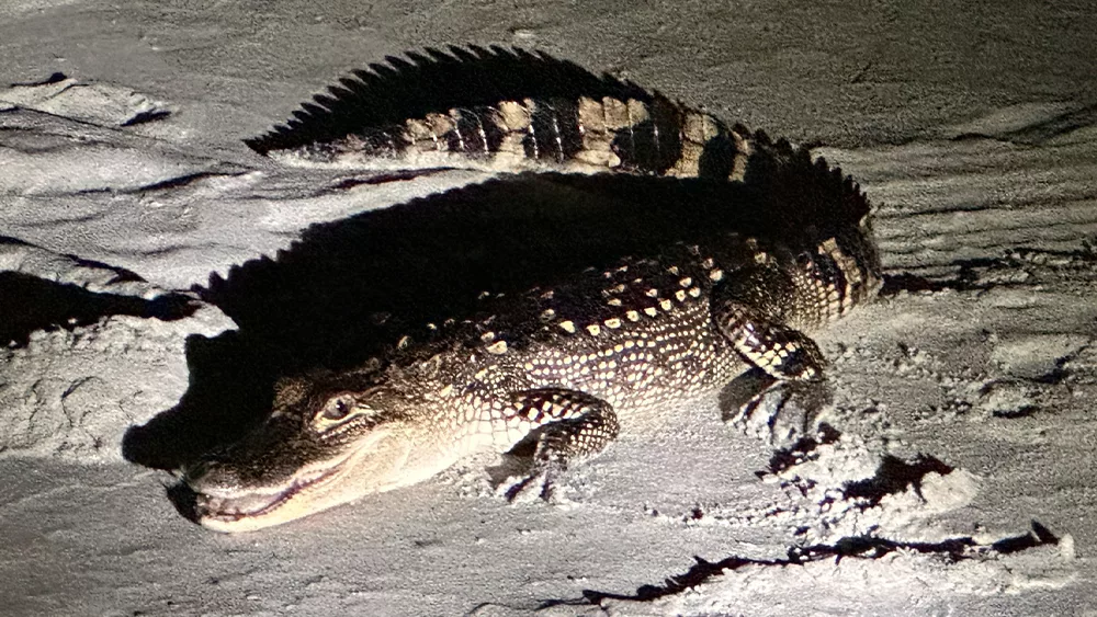 Rare Beach Sighting: Alligator spotted at Hilton Head's Palmetto Dunes