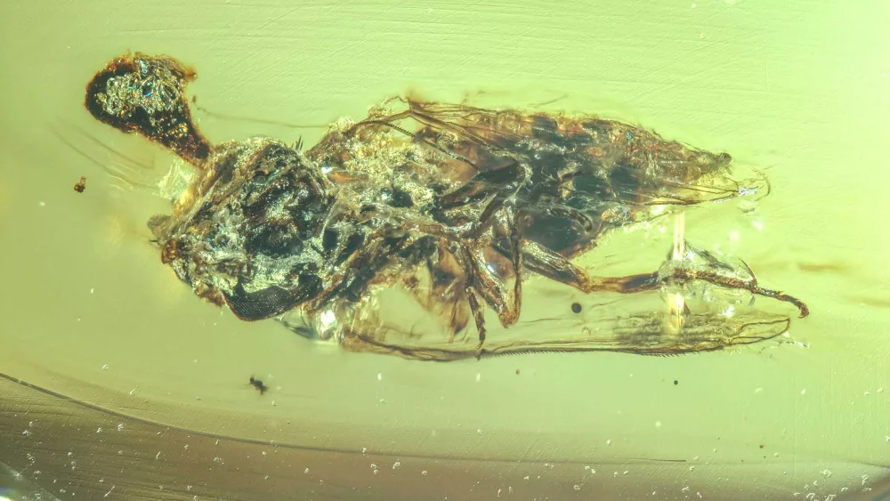 Stunning amber fossil reveals 'Last of Us'-type fungus likely lived alongside dinosaurs