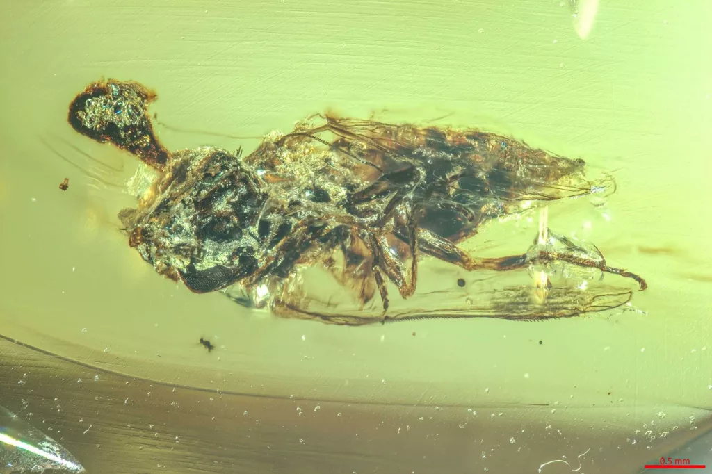 Stunning amber fossil reveals 'Last of Us'-type fungus likely lived alongside dinosaurs