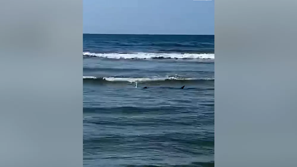 Shark causes water to be cleared at Hilton Head Island's Coligny Beach