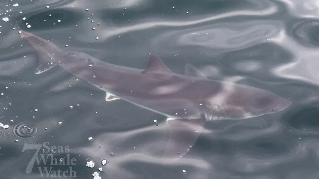 Whale watchers spot 2 great white sharks in waters off Massachusetts coast