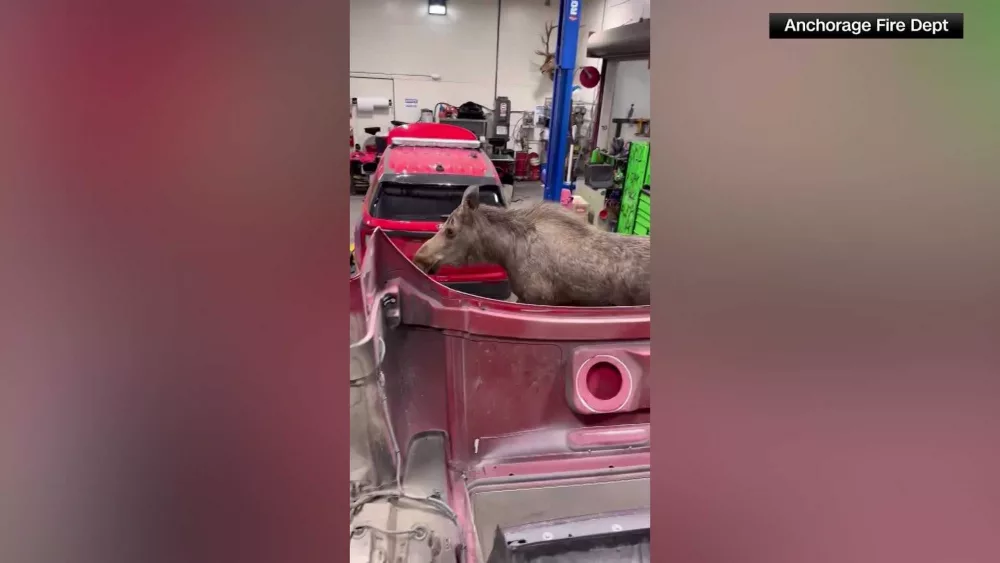 VIDEO: Momma moose on a mission to find her calves walks into an Alaskan fire station