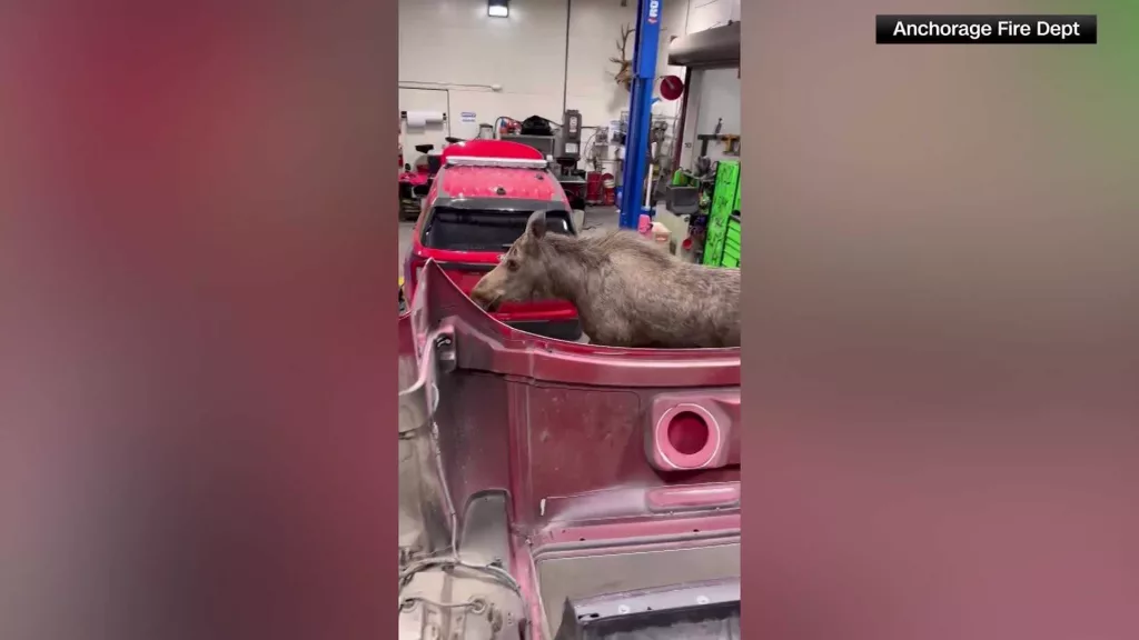 VIDEO: Momma moose on a mission to find her calves walks into an Alaskan fire station
