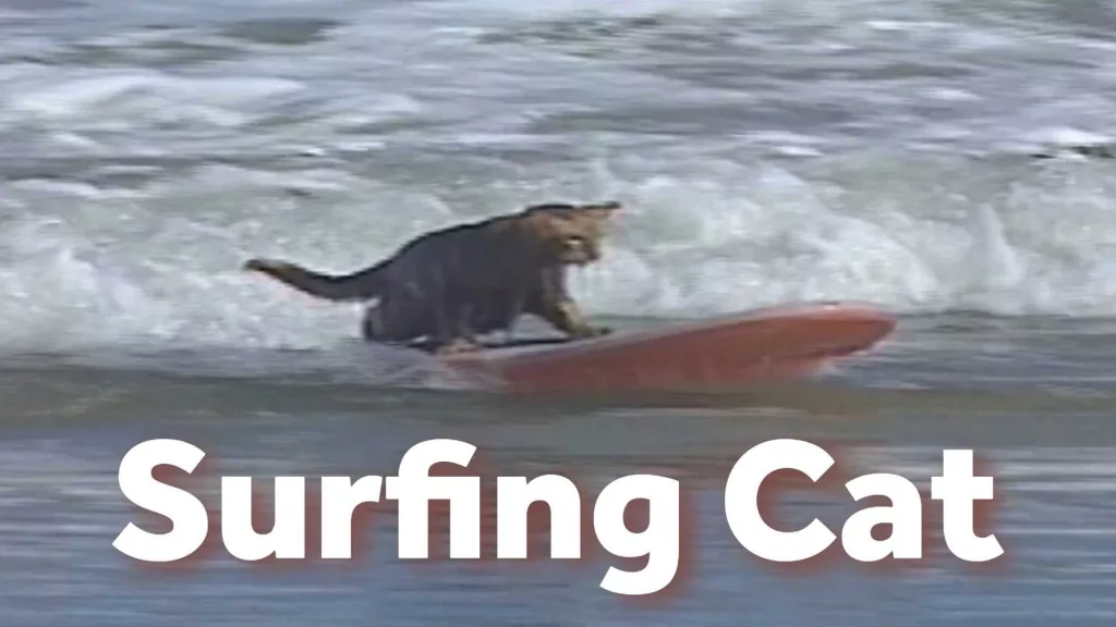 ‘I can’t believe a cat will do this’: Surfing cat amazes in retro find