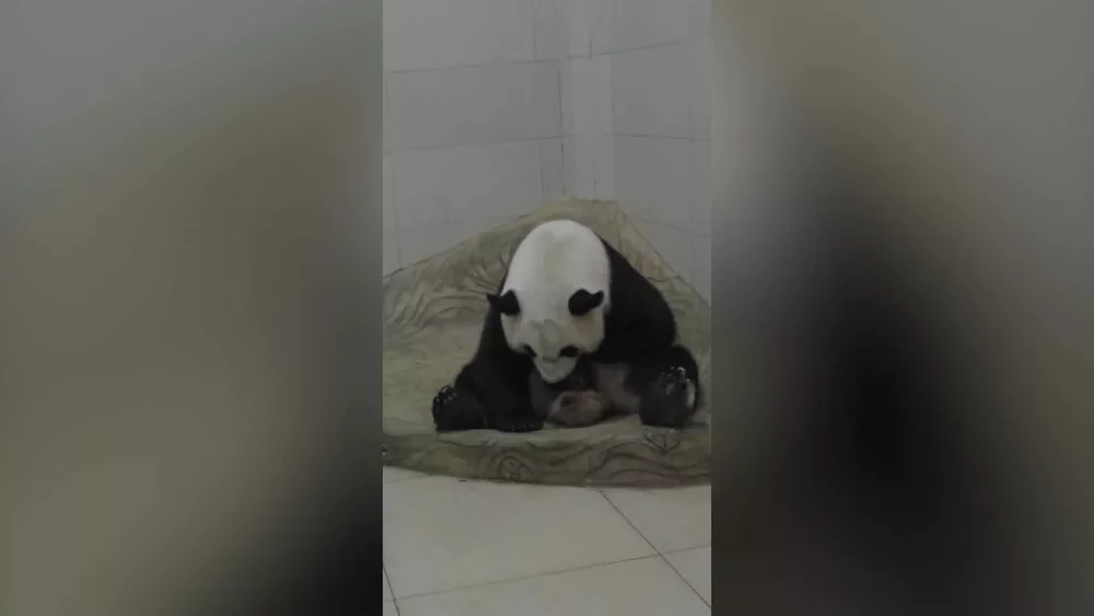 VIDEO: New giant panda cub is the first to be born in captivity in 2025