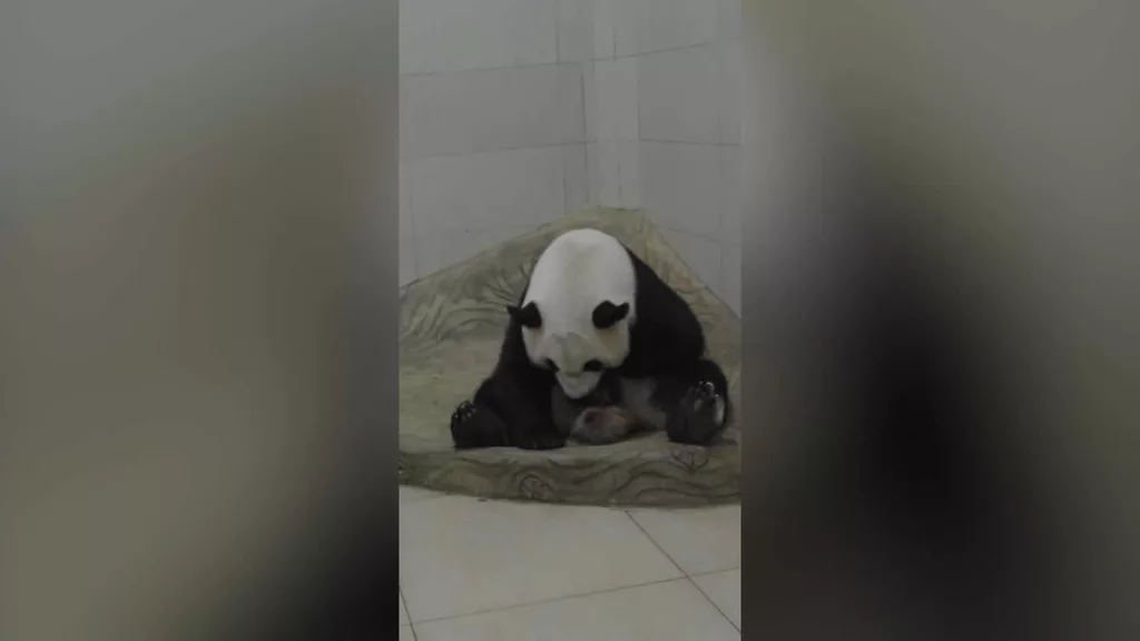VIDEO: New giant panda cub is the first to be born in captivity in 2025