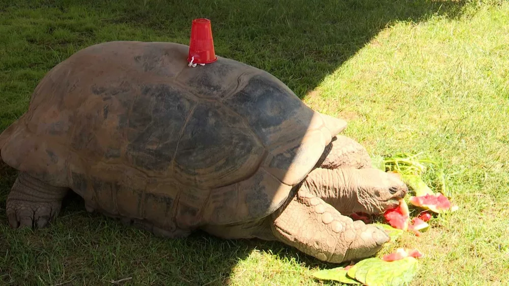 Orville the tortoise turns 120 with a watermelon birthday bash