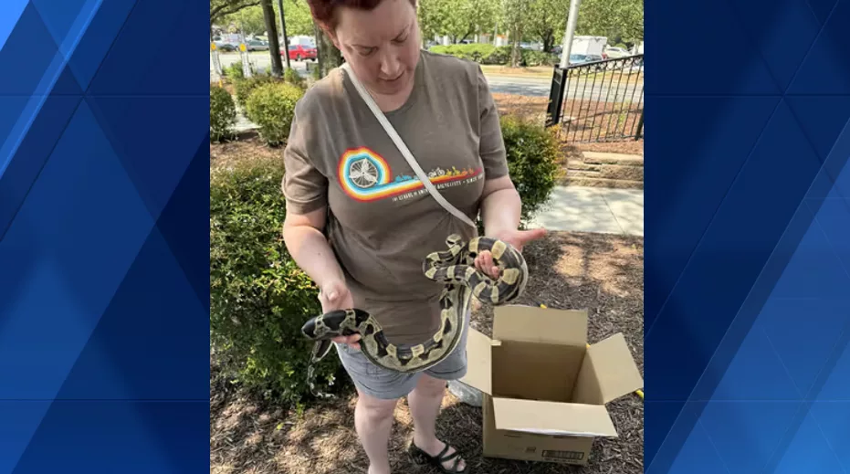 4-foot boa constrictor found at McDonald’s drive-thru in North Carolina