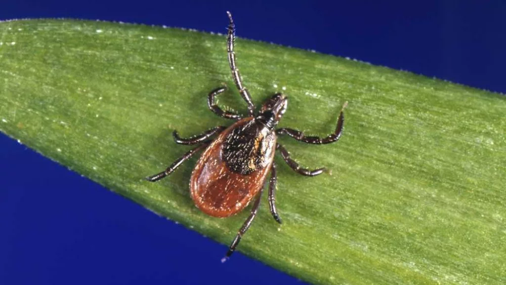 How to protect yourself from ticks year-round