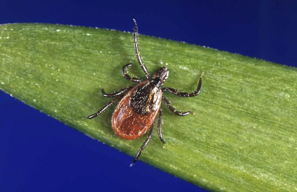 How to protect yourself from ticks year-round