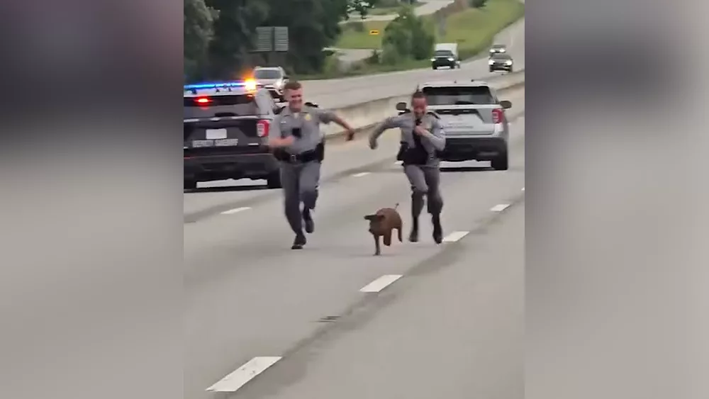 Video shows South Carolina state troopers chasing pig on busy interstate
