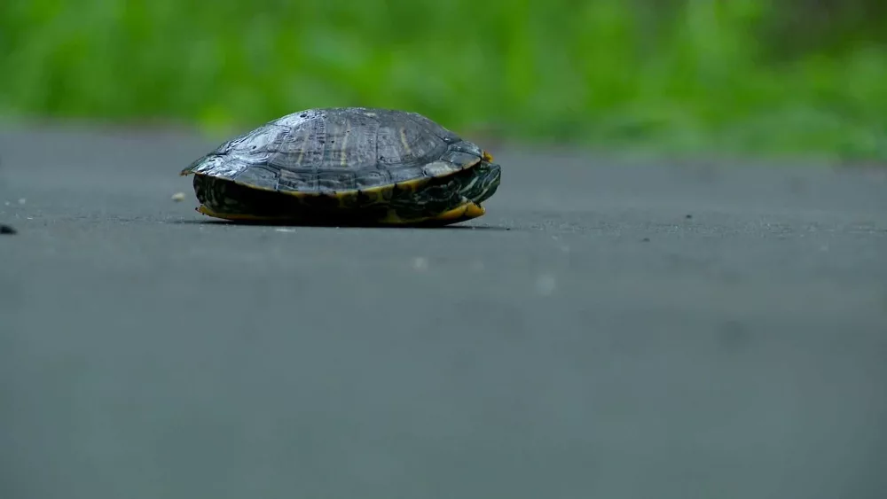 New app helps keep turtles safe when crossing the road
