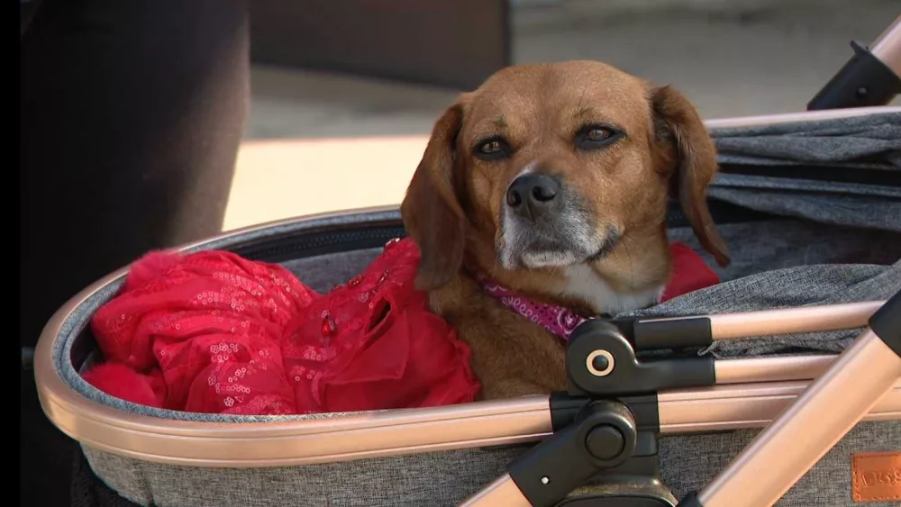 'She’s just a beautiful, special dog':﻿ Rescue dog begins new life as service animal