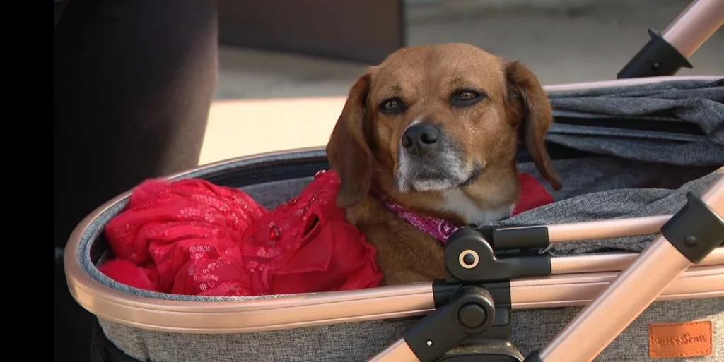 'She’s just a beautiful, special dog': Rescue dog begins new life as service animal