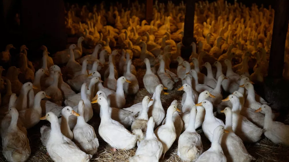 CDC ends emergency response to H5N1 bird flu