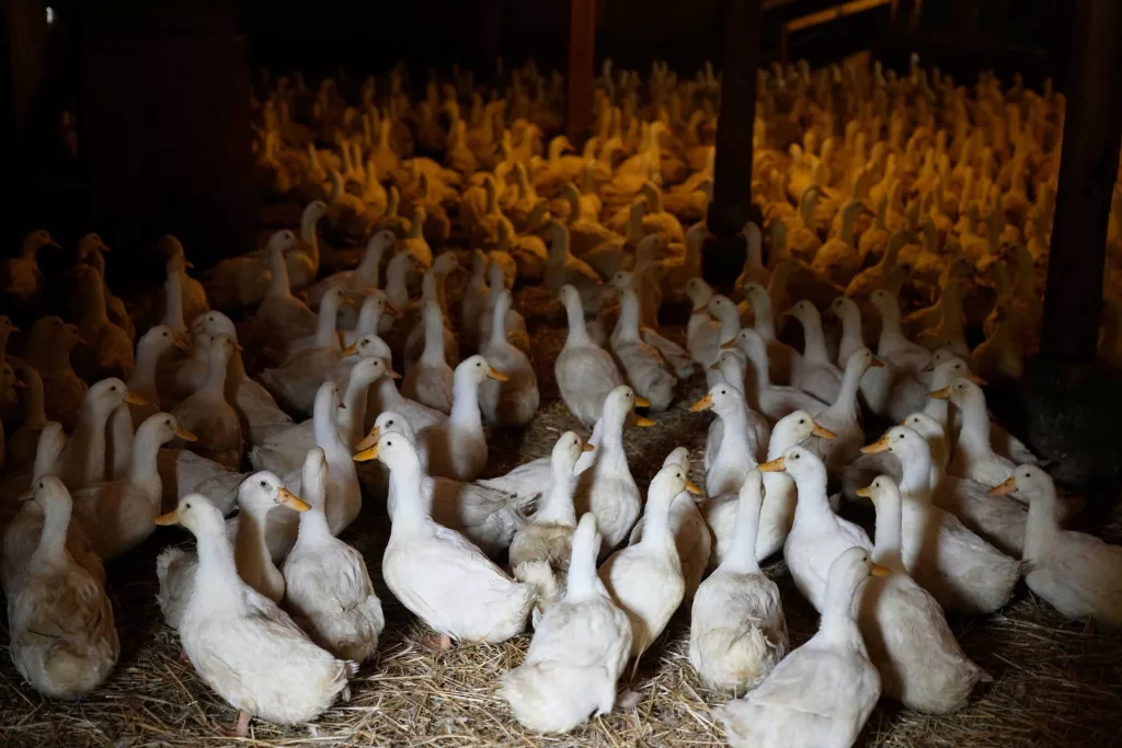CDC ends emergency response to H5N1 bird flu
