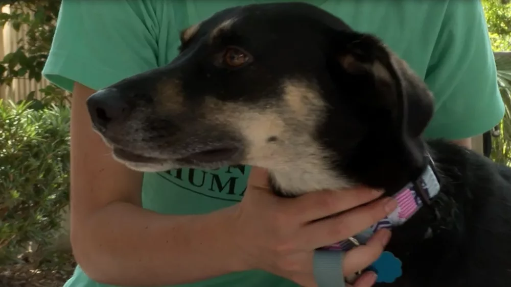 Lost dog returns to shelter after going missing for 6 days
