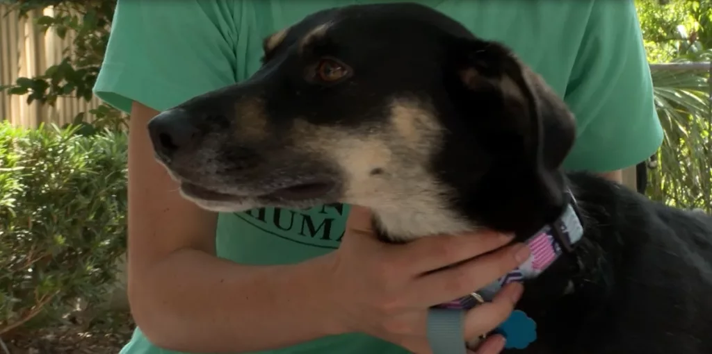 Lost dog returns to shelter after going missing for 6 days