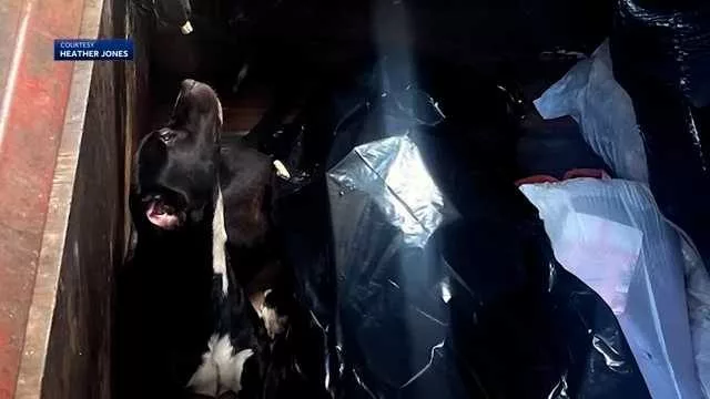 Terrified dog rescued from trash compactor in Florida