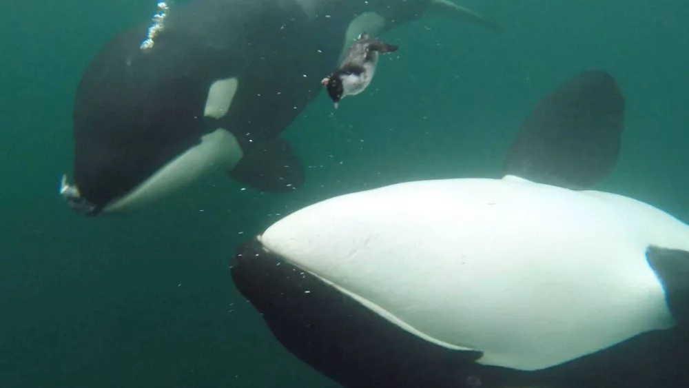 Orcas are bringing humans gifts of food – but why?