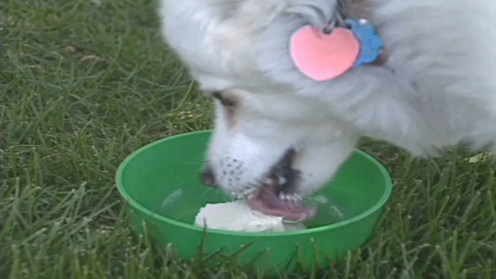 Bone appétit! This frozen treat kept dogs’ tails wagging in 1989