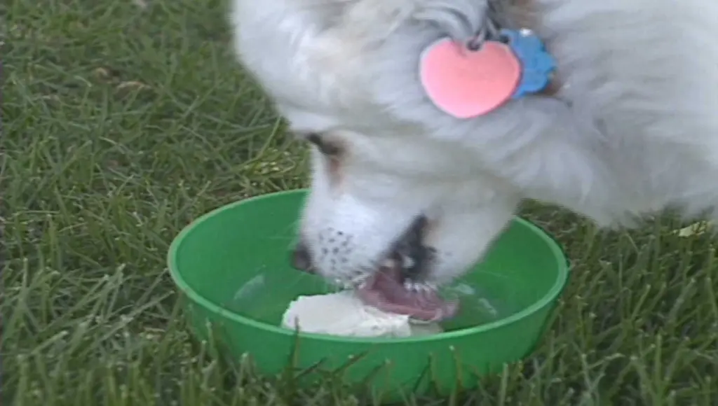 Bone appétit! This frozen treat kept dogs’ tails wagging in 1989