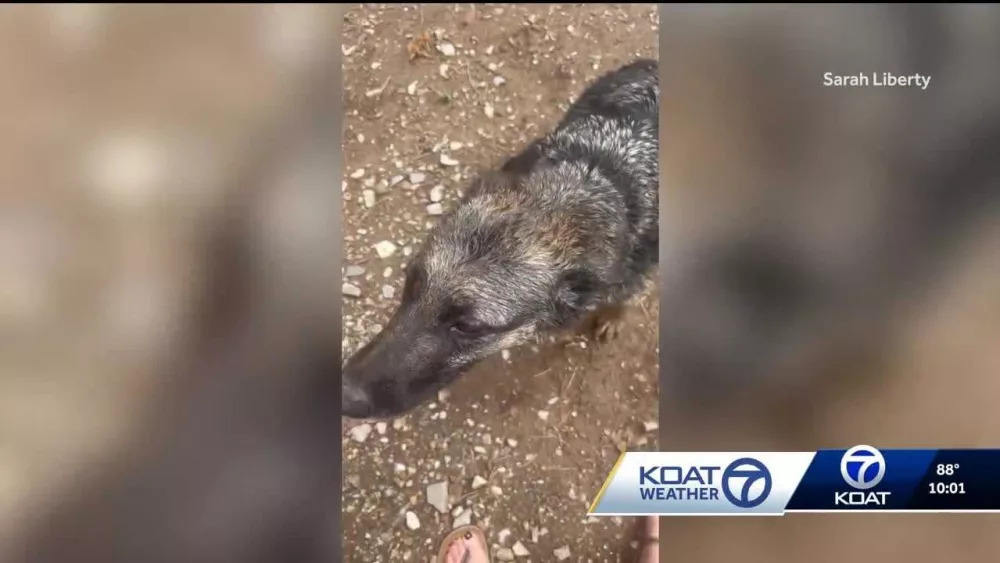 Dog rescued from swift floodwaters in Ruidoso