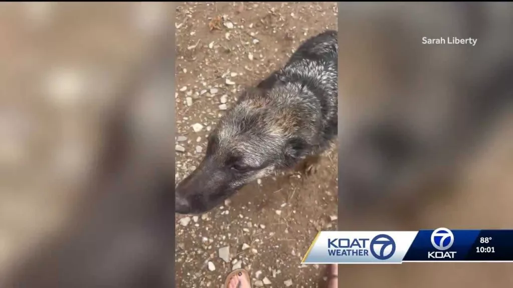 Dog rescued from swift floodwaters in Ruidoso