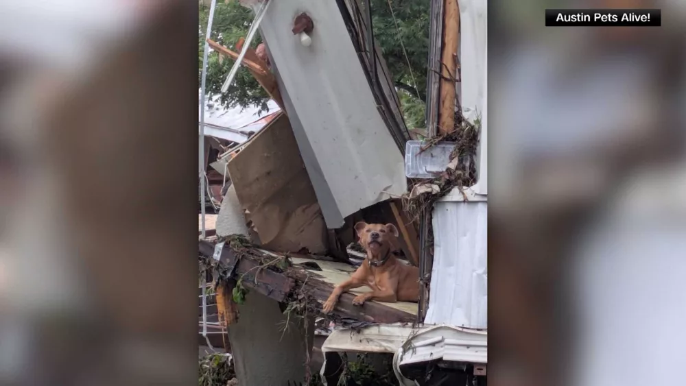 A dog named Superman was saved from Texas flood debris. A shelter hopes his story helps save others