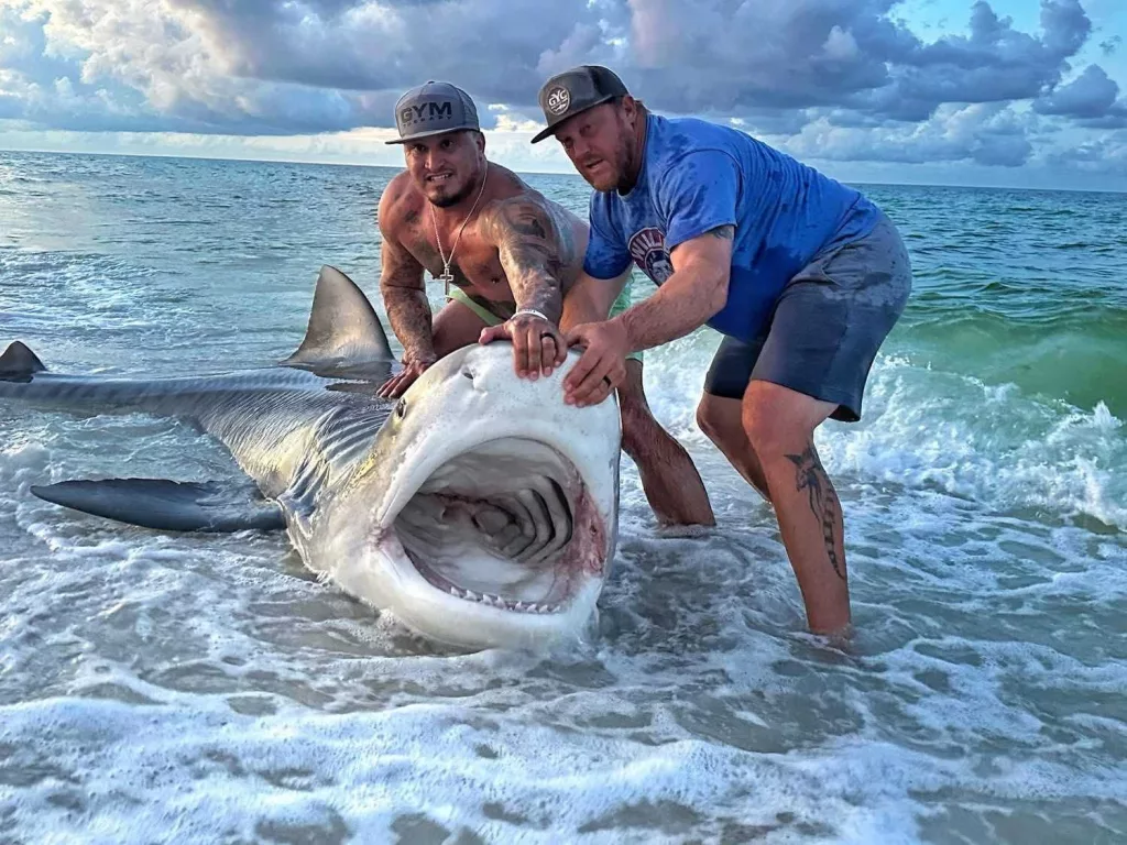 Massive tiger shark caught on Pensacola Beach