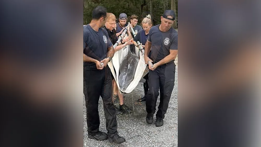 Video shows firefighters rescuing 500-pound dolphin stranded in Bluffton neighborhood